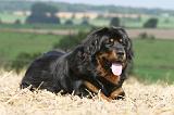 DOGUE DU TIBET 009